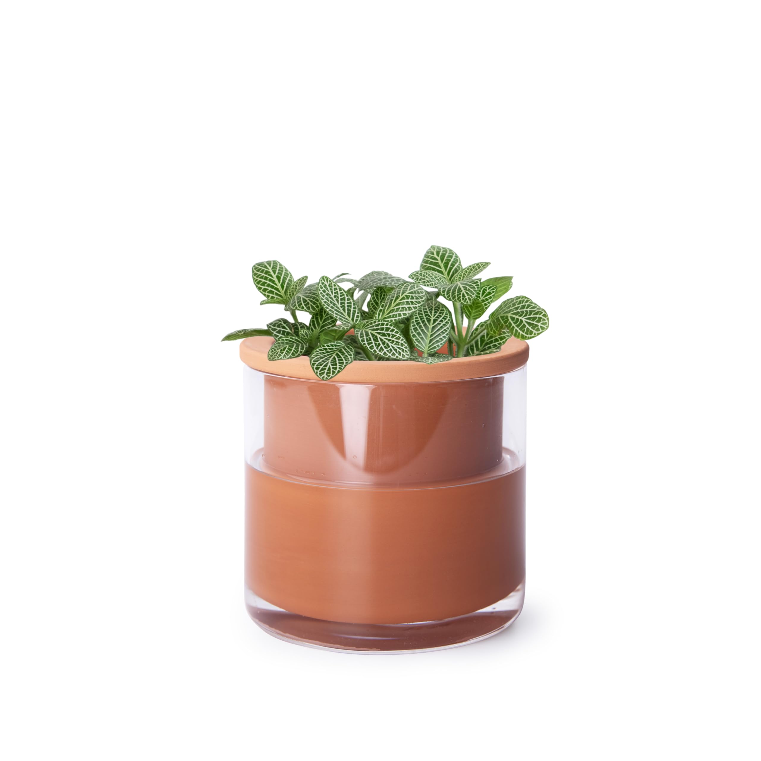 Le pot en terre cuite à arrosage automatique Phoenix Vine — cadeau drôle et insolite